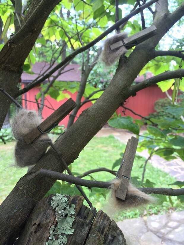 Моя бабушка шпильки кошачьих волос к деревьям, поэтому птицы могут создавать роскошные гнезда. Так проклятый Задумчивый