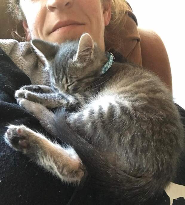 котенок обрел дом серый котенок