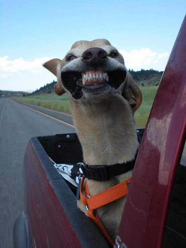 Животные на выезде AnimalRide23 Животные на выезде