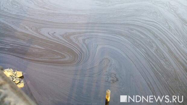 У берегов Анапы обнаружили нефтяное пятно, погибло более 200 птиц