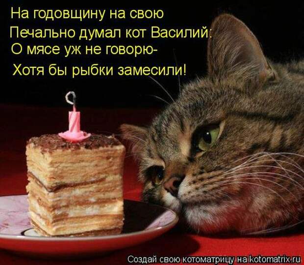 Лучшие котоматрицы недели (50 фото)