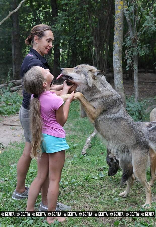 стая волков домашние животные, семья из Белоруссии держит волков, семья Селех, волки домашние животные