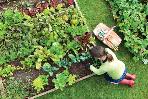 Потерянные советы по садоводству столетней давности: актуально и сегодня!: Органическая еда, натуральные продукты