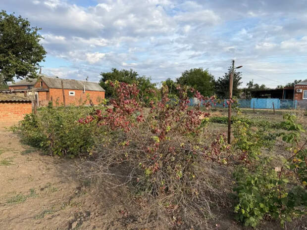 Ошпарьте тлю кипятком: рабочий метод для смородины