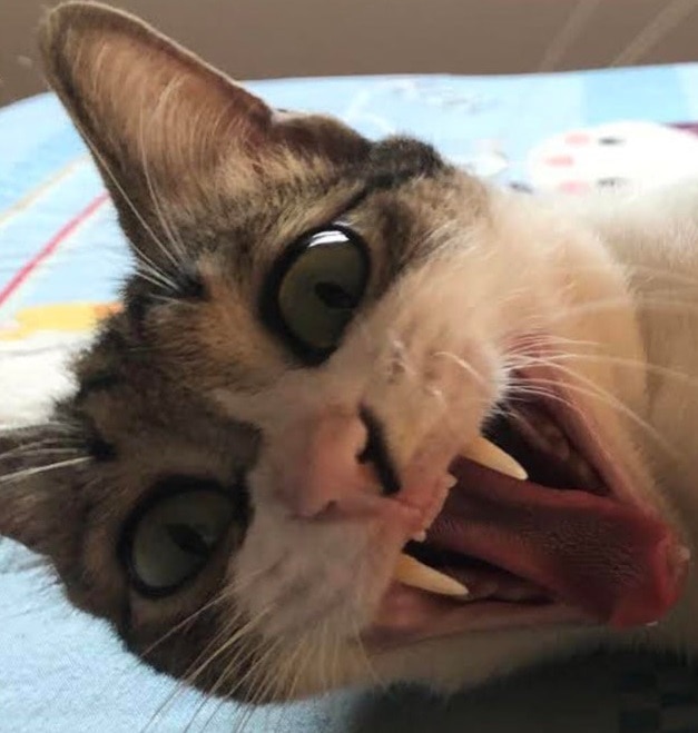 20 фотографий котов, которые решили показать всем свои зубы, но вызвали не страх, а только умиление