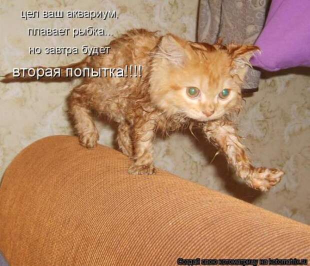 Котоматрицы(картинки с надписями)