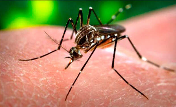 Картинки по запросу Комары и Лихорадка Денге  Азии