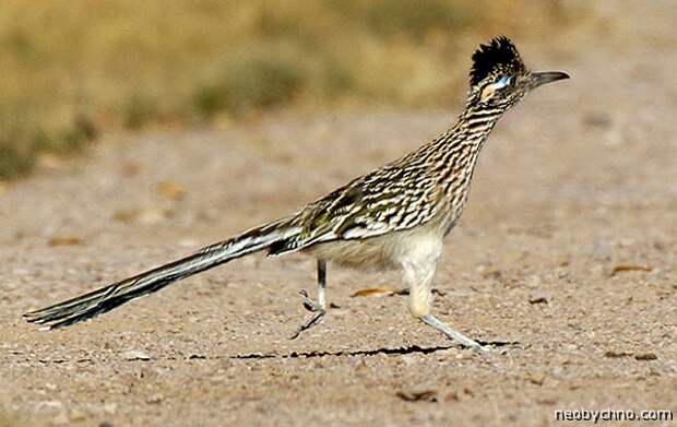 roadrunner