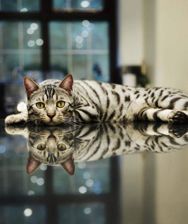 Шикарный кот на зеркальном столе.