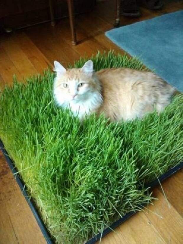 кот в траве