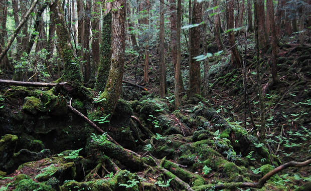 Лес Аокигахара Япония Еще его называют лесом Самоубийц. Он лежит у основания горы Фудзи и считается у местного населения прибежищем демонов. Кроме того, сюда приходят сводить счеты с жизнью подростки. По статистике, ежегодно здесь гибнет более сотни людей.
