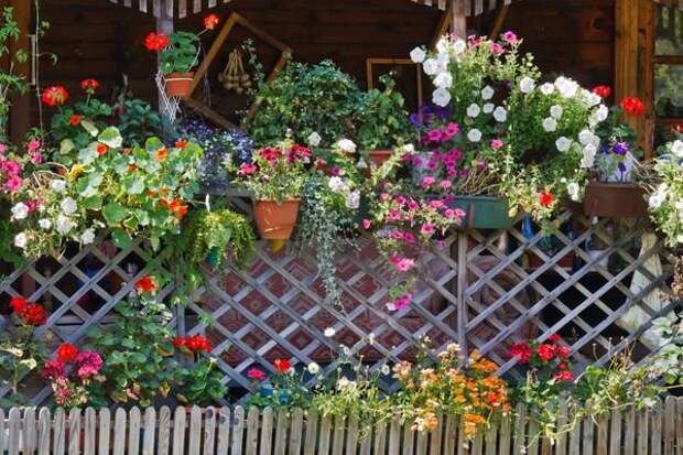 Цветы в контейнерах украсят любой забор