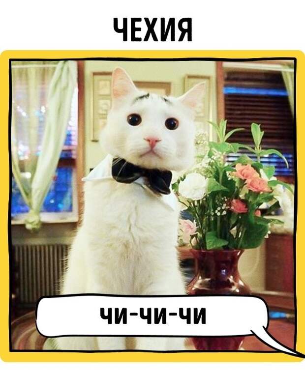 Как в разных странах подзывают кошек животные, коты, прикол