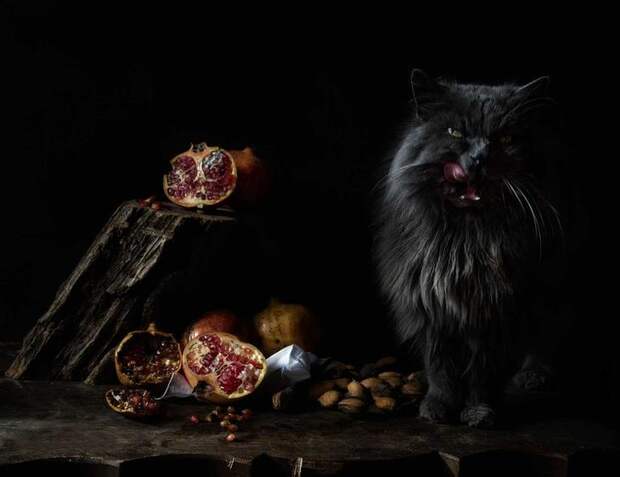 Разносчицы удачи -  фотографии загадочных чёрных кошек