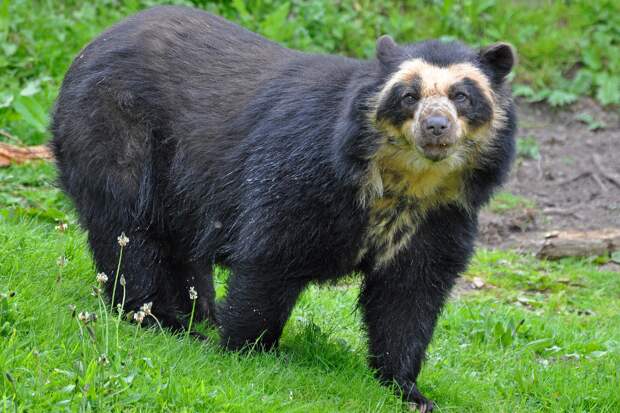 Природный калейдоскоп.Очковый медведь,Южная Америка.