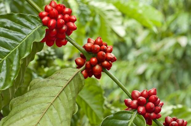 Кофе - это ягода интересно, история, кофе, напитки, познавательно, полезные растения, удивительное рядом, факты