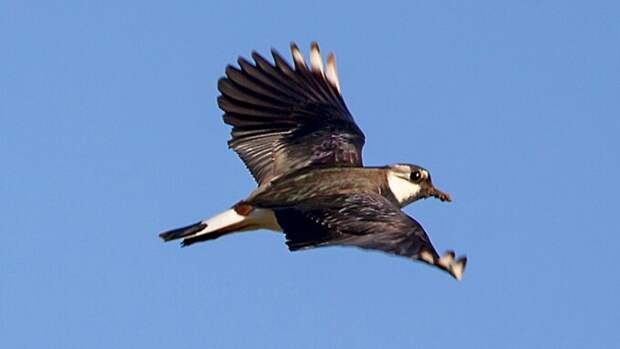 Чибис. Фото: Pixabay / TheOtherKev