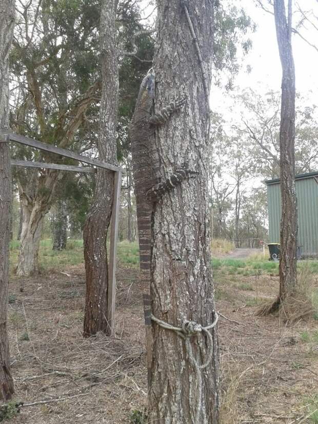 Небрежно свисающий с дерева парень австралия, животные, ужас