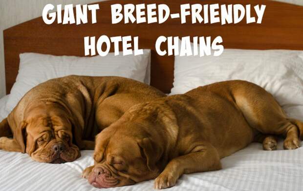 Traveling with giant breed dogs can be difficult, but it doesn't have to be! Here are our top picks for hotel chains that allow dogs of any size to stay for free!