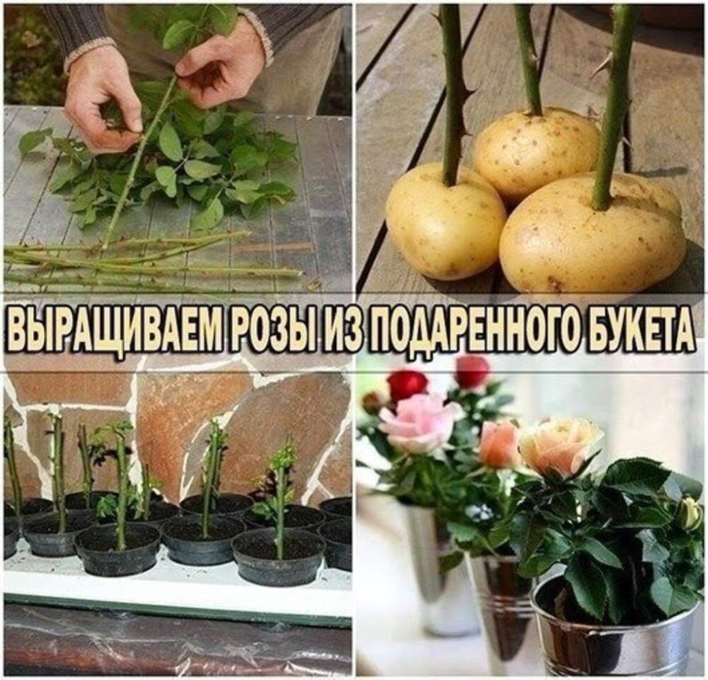 Укоренение черенков роз. Условия выращивания роз. Как вырастить из букета роз саженец. Сажаем розу из букета. Пророщенные черенки роз.