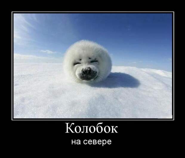Смешные демотиваторы со смыслом (11 фото)