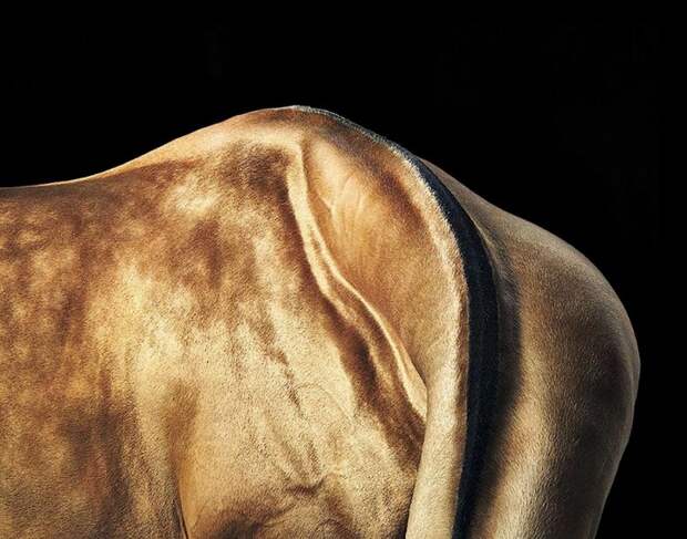 Фотопроект Equus: Красота Лошади