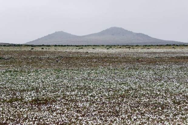 Desert erupts in floral beauty after unexpected rain falls in driest place on Earth