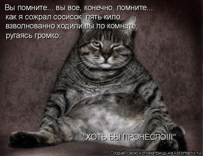Лучшие котоматрицы недели (50 фото)
