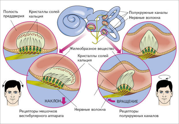 Тренировка вестибулярного аппарата замедляет старение