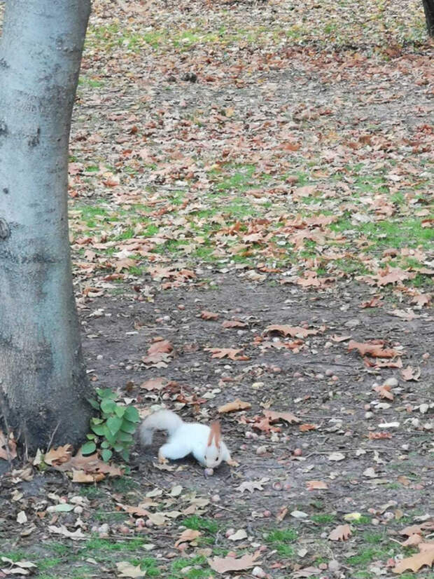 11231225_original (525x700, 498Kb)