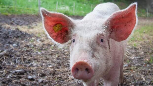 Как умение свиней дышать через задницу поможет спасать больных COVID-19 от смерти 
