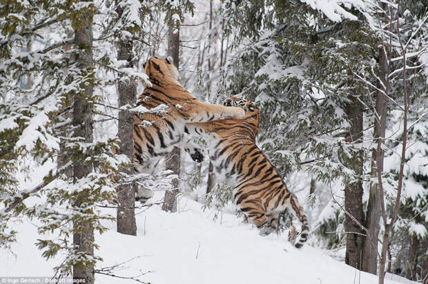 Сибирские тигры