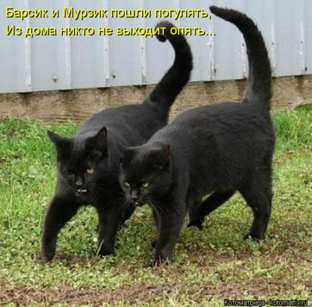 Котоматрицы (картинки с надписями)