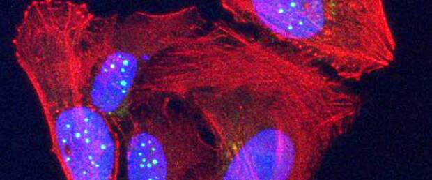 Удивительное открытие в функции теломер поможет лечить рак и старение