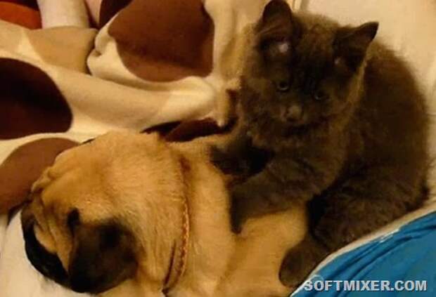 Toby-the-Pug-gets-a-massage(2)