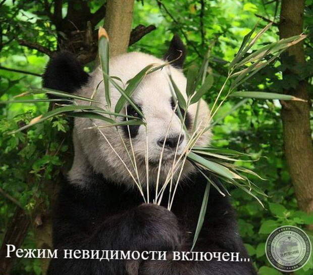 Невидимость