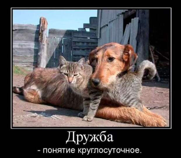 Прикольные демотиваторы с надписями. Подборка chert-poberi-dem-chert-poberi-dem-01590603092020-2 картинка chert-poberi-dem-01590603092020-2