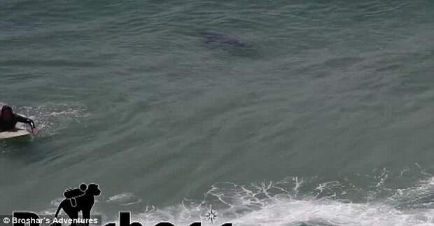 Шок: акулы атакуют серферов на пляжах Австралии! акулы, видео, несчастные случаи, опасности, серфинг