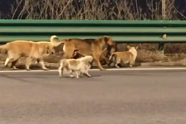 MS News: 7 собак, считавшихся похищенными в Китае, были на самовыгуле