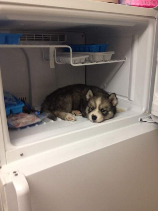 Our Husky Stark Seemed A Little Overheated After His Walk This Morning, So We Decided To Try Something Out. We Regret It Now Because It Is Next To Impossible To Get Him To Come Out