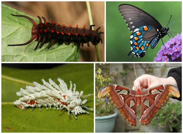 Pipevine Swallowtail и Attacus Atlas гусеницы, красота, насекомые, удивительное, фауна