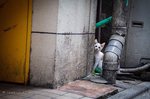 Бродяги кошки, фоторепортаж, япония