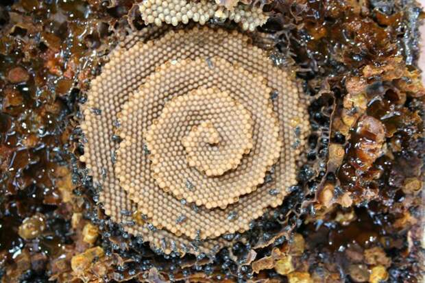 Необычные пчелы, которые строят сверхэффективные спиральные соты