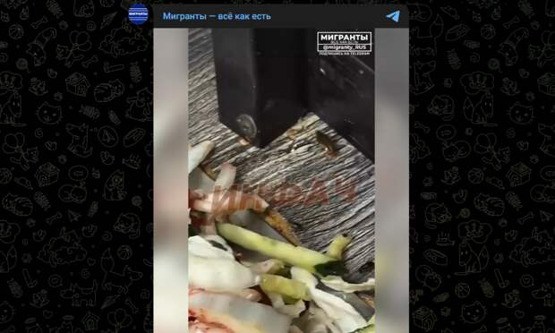 "Таракан нормальный": продающий шаурму мигрант не видит беды в насекомых на овощах