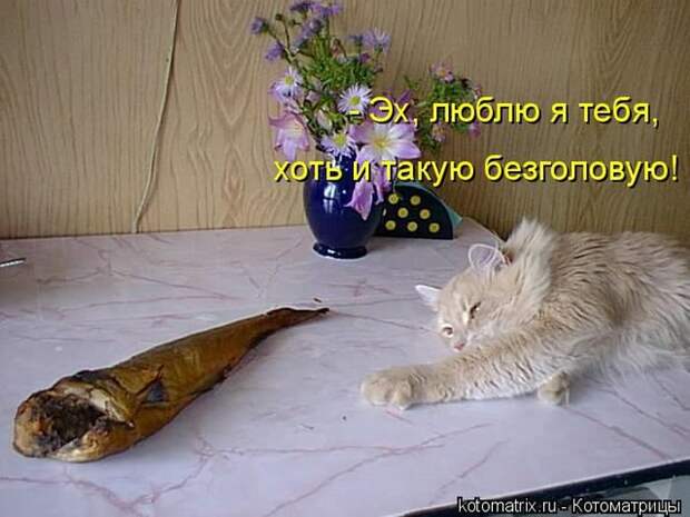 Лучшие котоматрицы недели