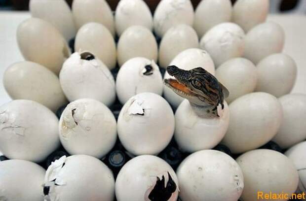 national-geographic-moments-27