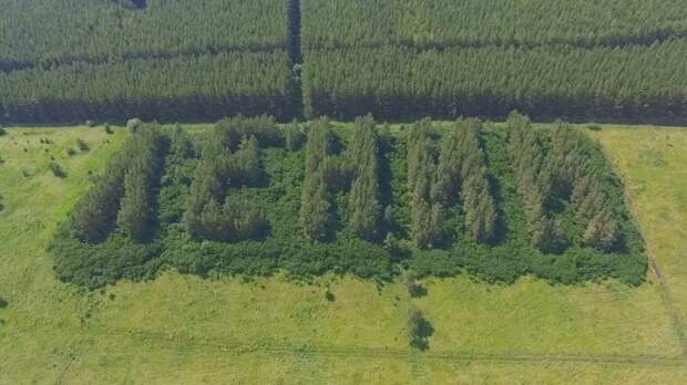 Зачем в СССР делали надписи из деревьев, которые видны из космоса