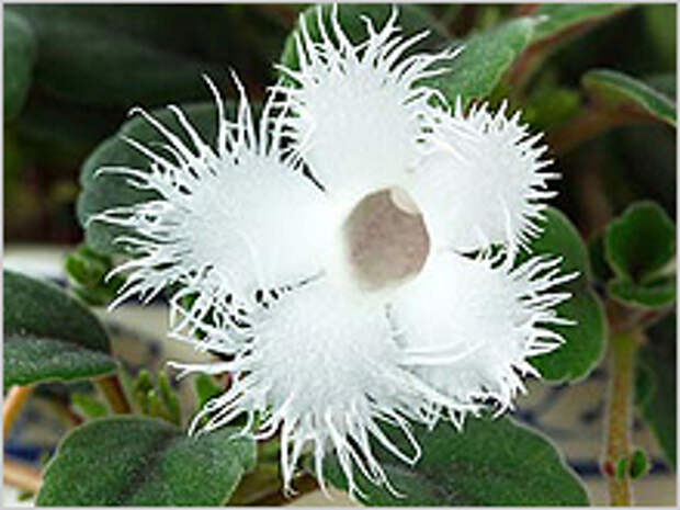 Альсобия dianthiflora