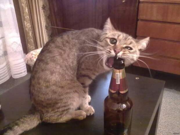 30 веселых фотографий с животными 30 веселых фотографий с животными