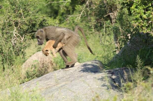 Почему бабуины воруют львят?